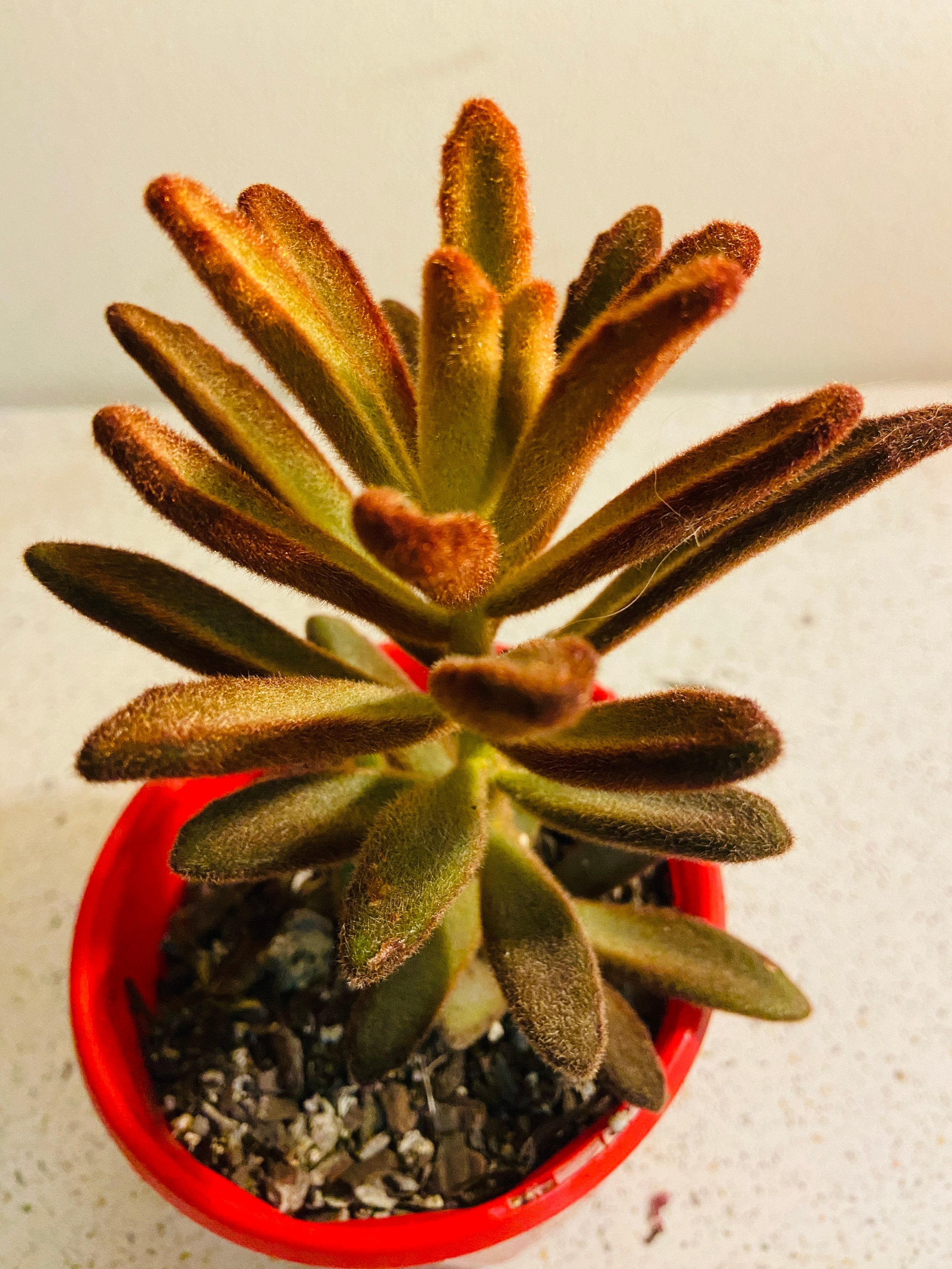 brown succulent plants Buy Kalanchoe Dorothy Brown