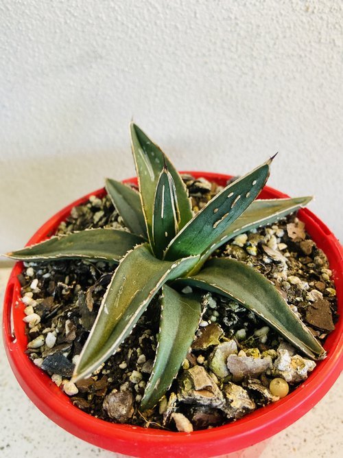 Agave Nickelsiae 130mm