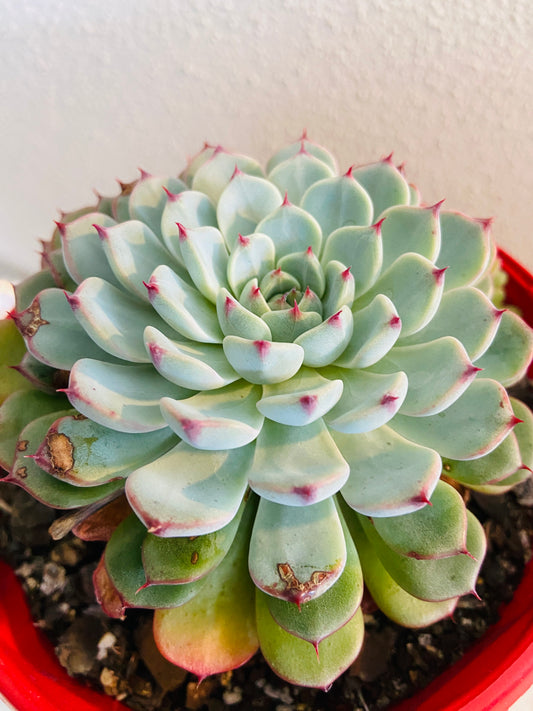 Echeveria White Minima