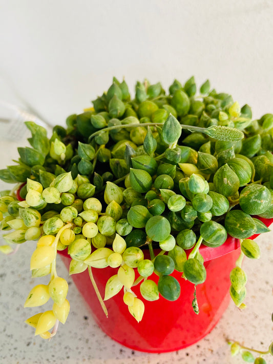 Senecio Angels Tears Variegated