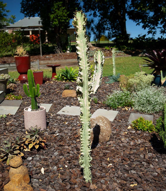 Euphorbia Erythrea Var.