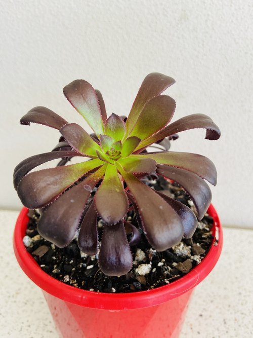 aeonium schwarzkopf succulent Buy Aeonium Schwarzkopf