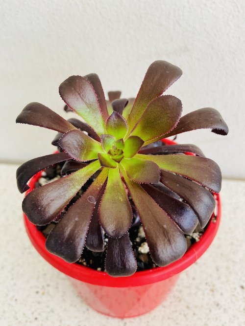 Aeonium Schwarzkopf