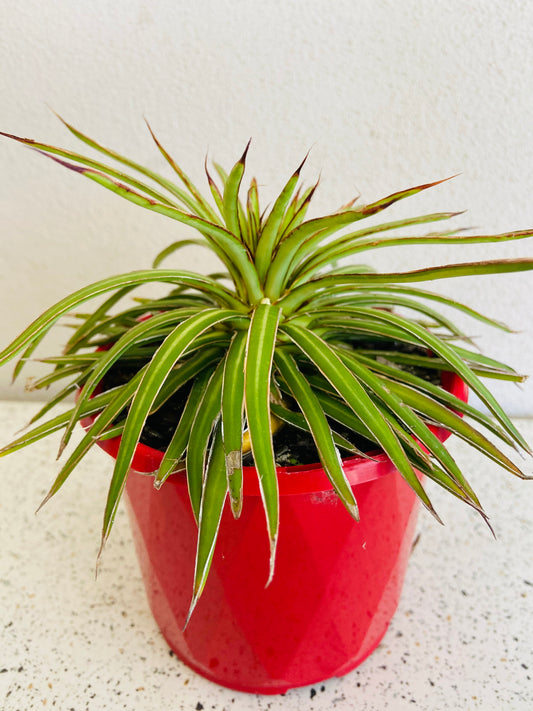 Agave Barbed Wire 130mm