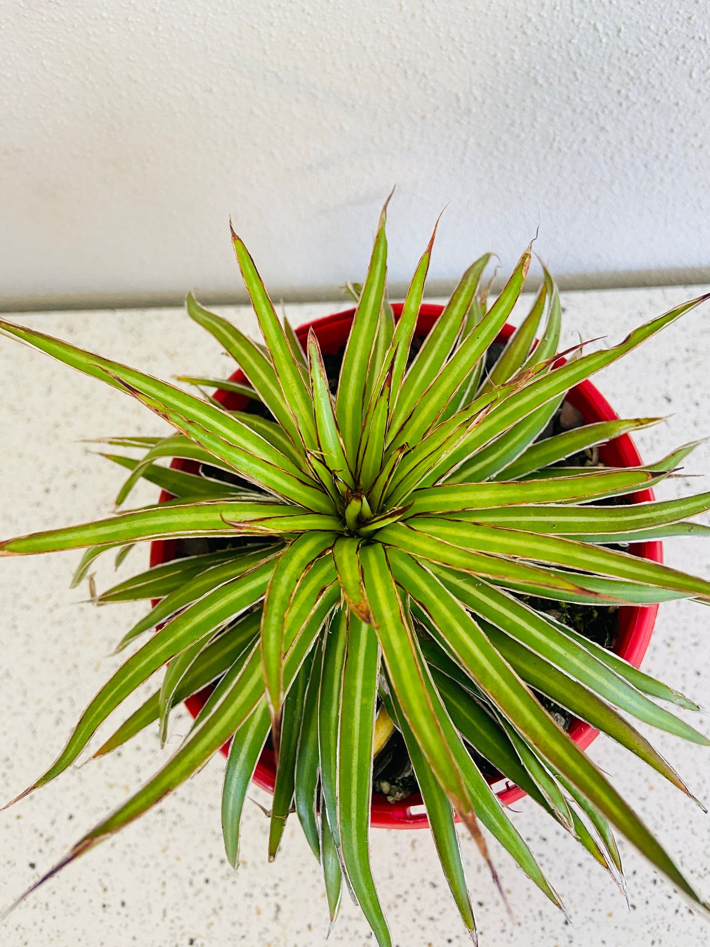 Agave Barbed Wire 130mm