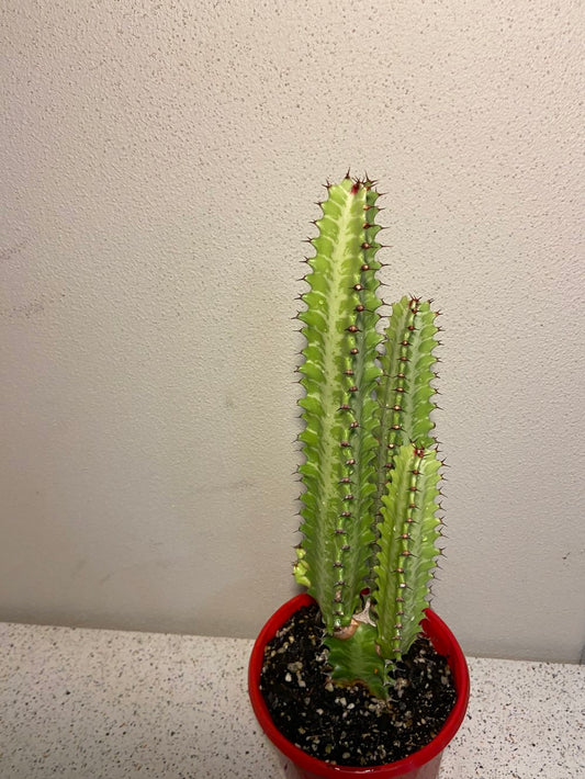 Euphorbia Trigona Green - Cutting