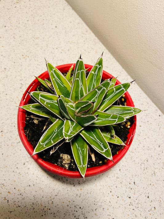 Agave Golden Princess 130mm