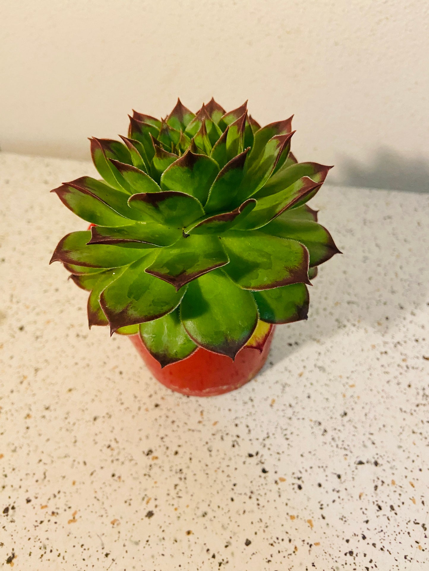 Sempervivum Tectorum