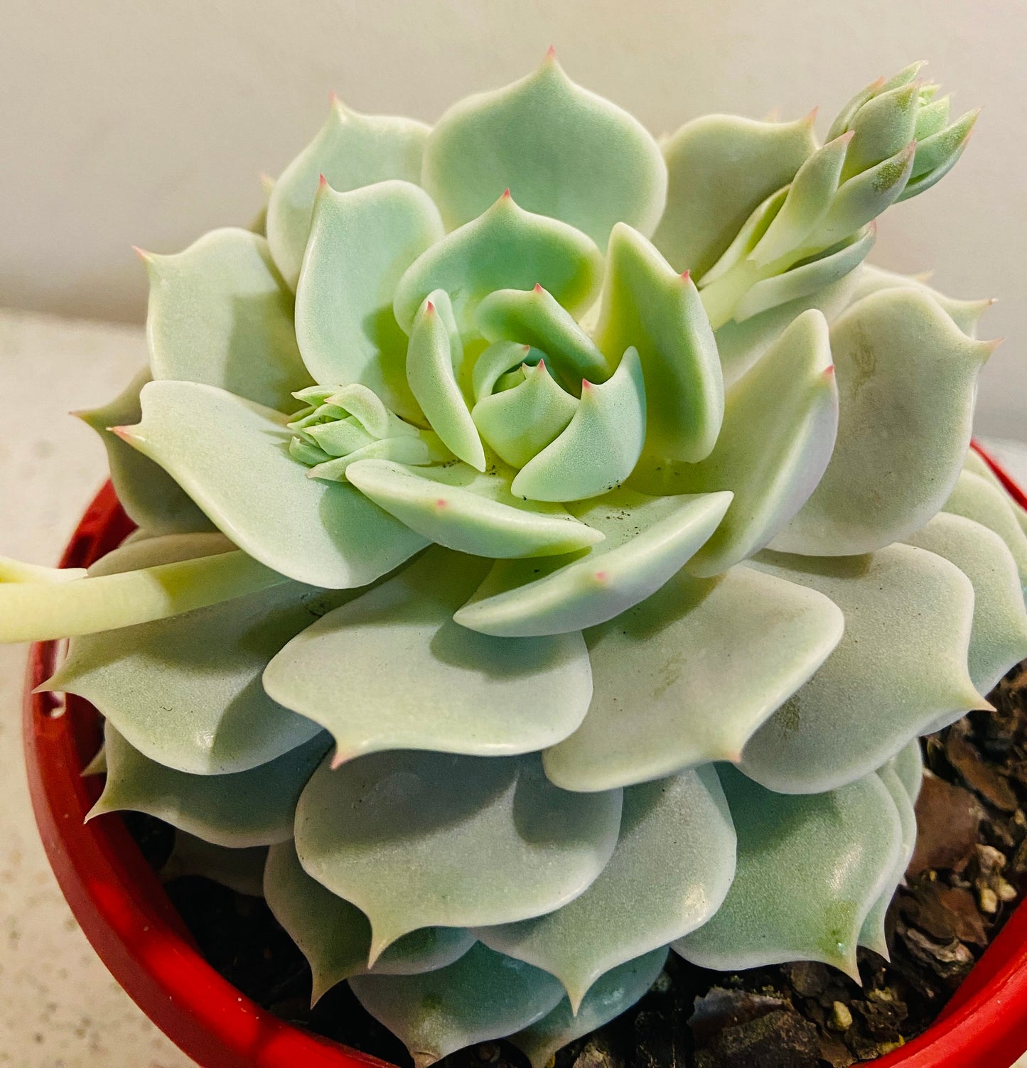 Echeveria Lola