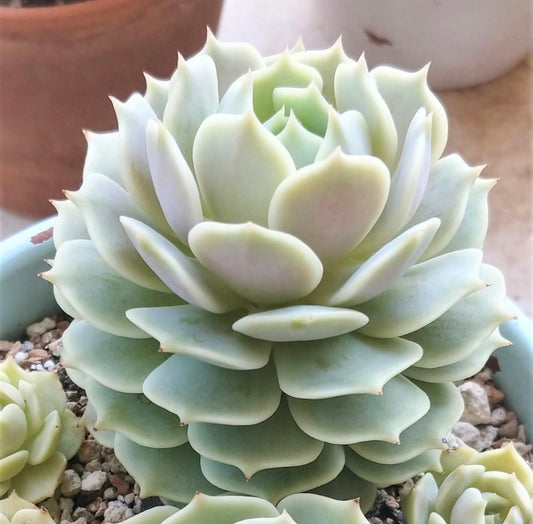 Echeveria Lola