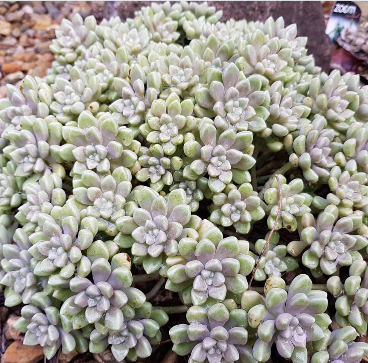 mendozae succulent Buy Graptopetalum mendozae