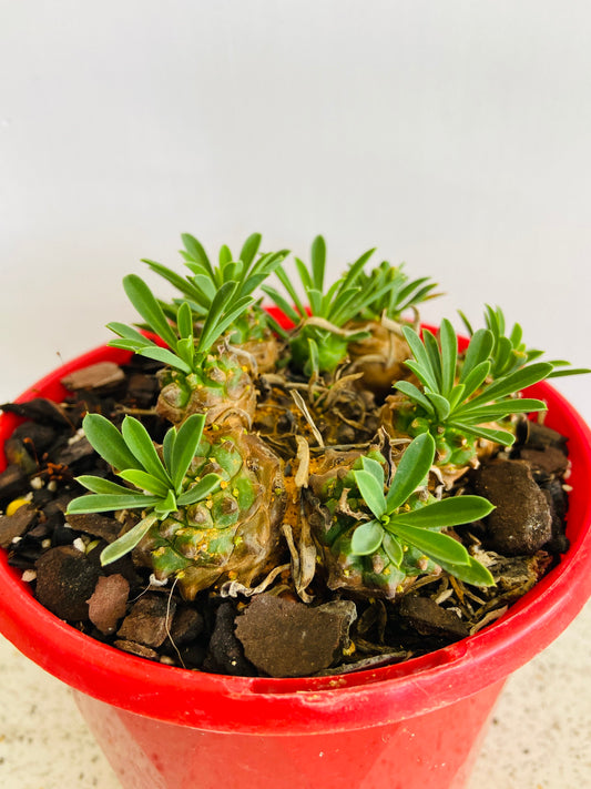 Euphorbia Bupleurifolia X Susannae-130mm