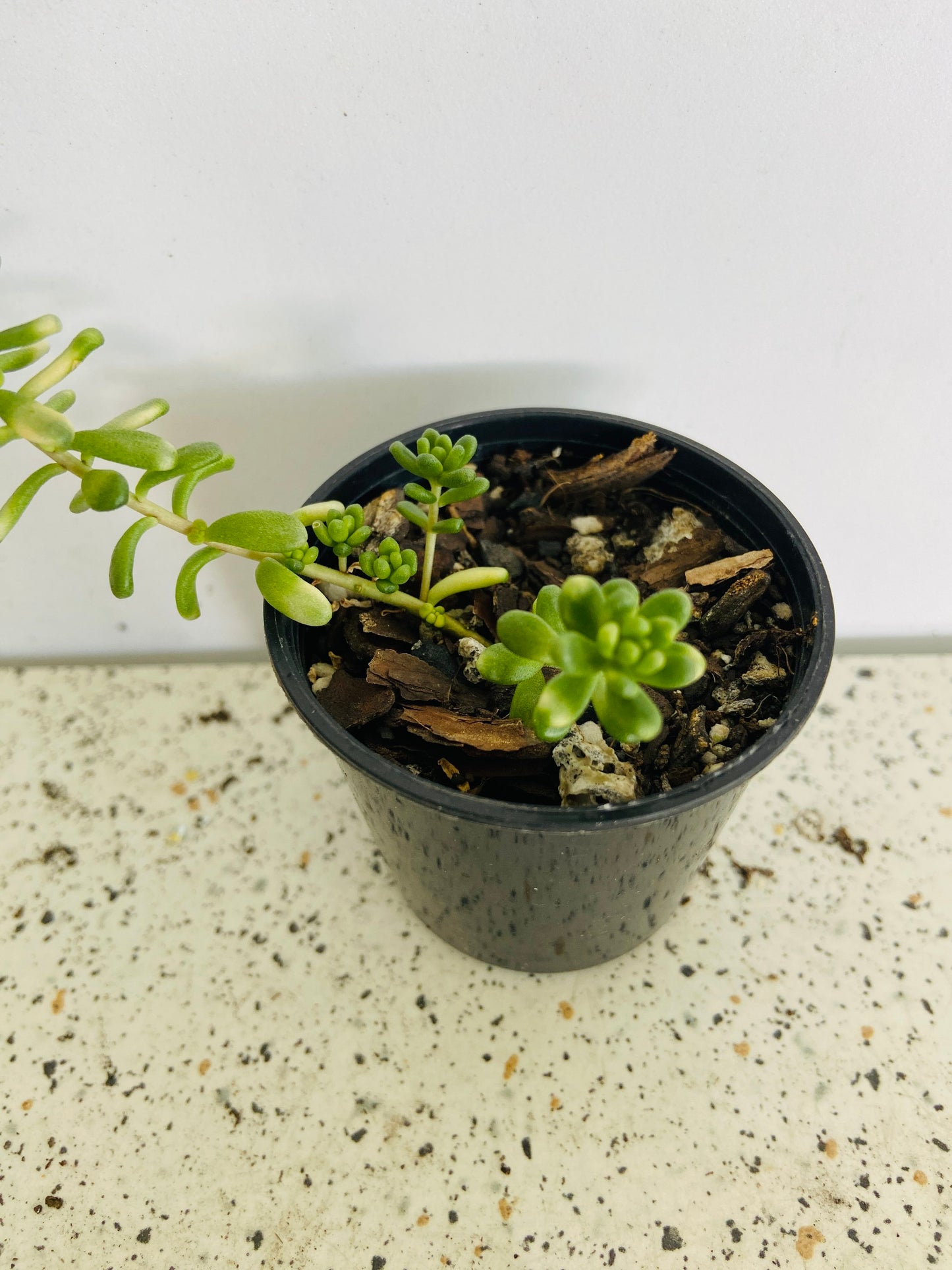 Sedum Golden Rice - Orizifolium Variegata 50mm