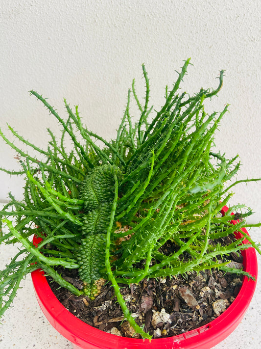 Euphorbia Flanaganii Body Crest