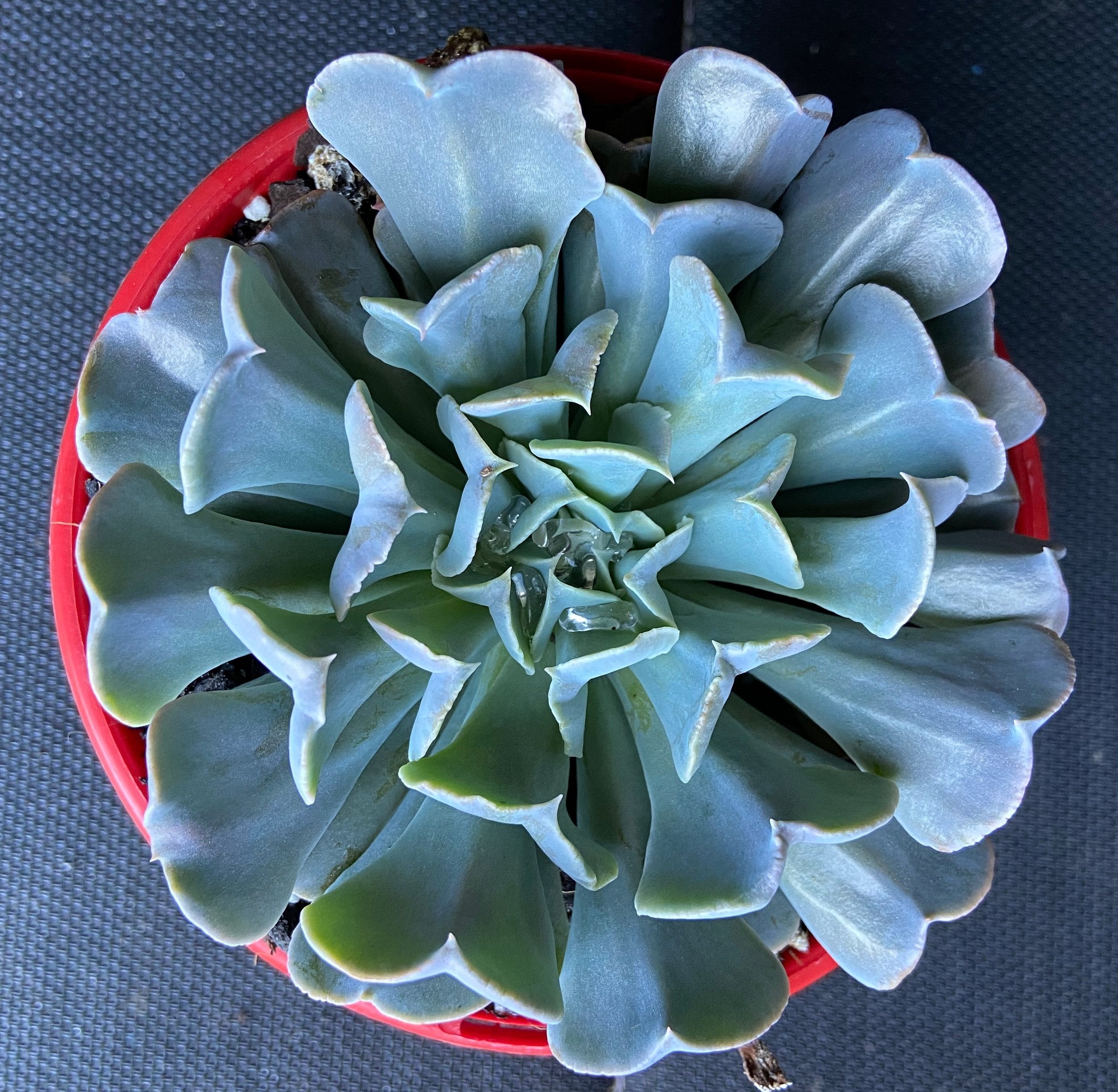 swan lake succulent Echeveria 'Swan Lake'