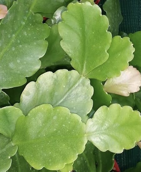 Rhipsalis Goebeliana