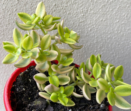 Crassula Volkensii Variegated 80mm