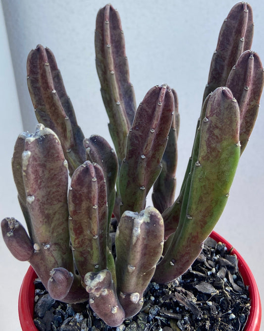 Stapelia Leendertziae (Black Bells) 130mm