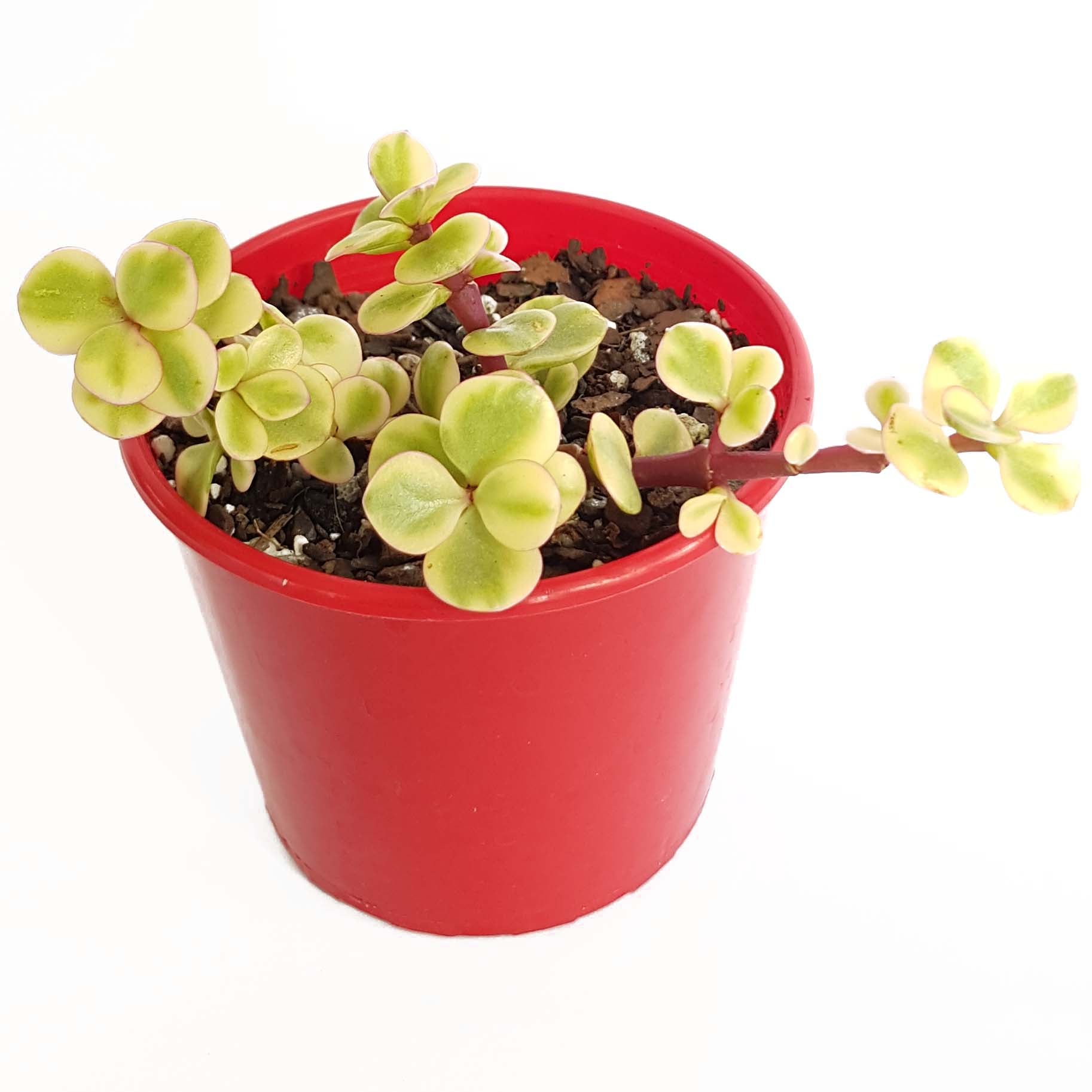 red variegated jade plant Buy Jade Plant Variegated