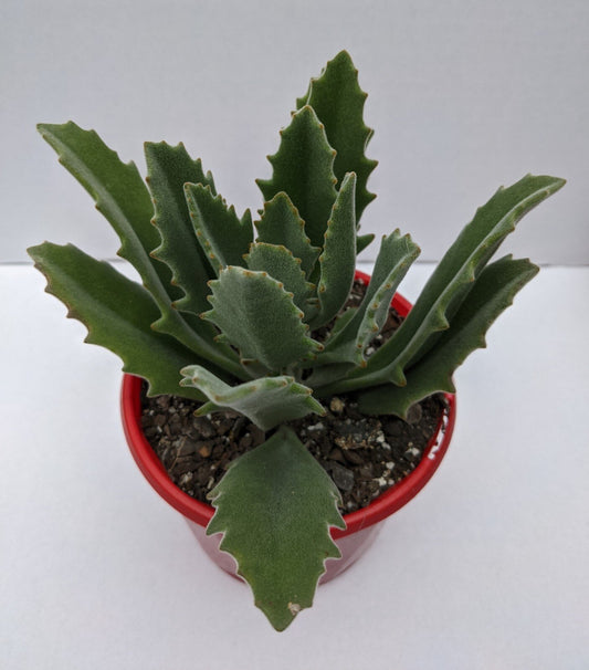 Kalanchoe