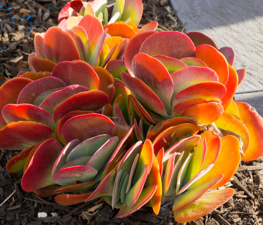 Kalanchoe Flapjack