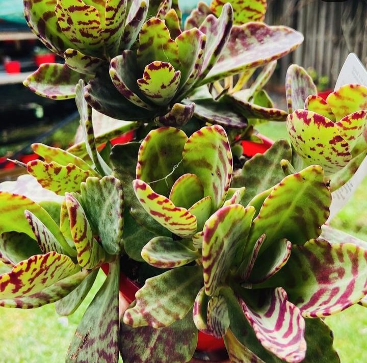kalanchoe succulent for sale Buy Kalanchoe humilis