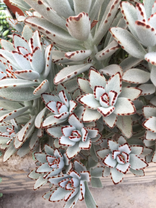 Kalanchoe Tomentosa