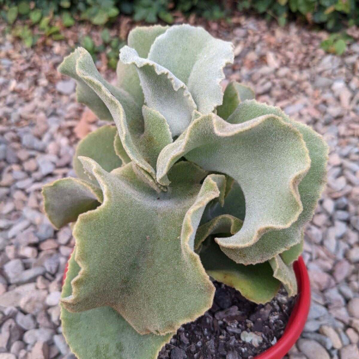 Kalanchoe Beharensis Monstrose