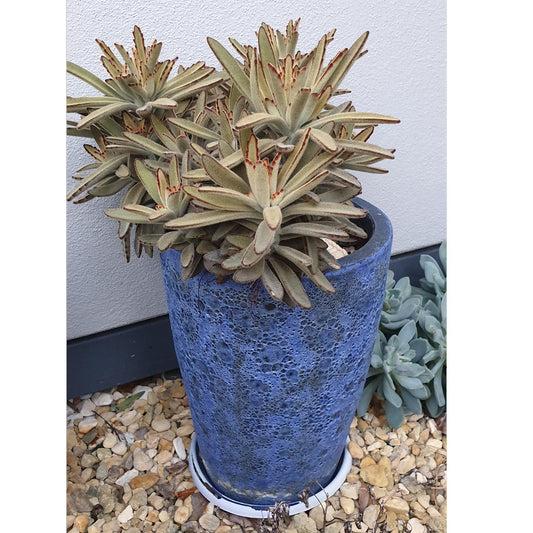 Kalanchoe Tomentosa Chocolate