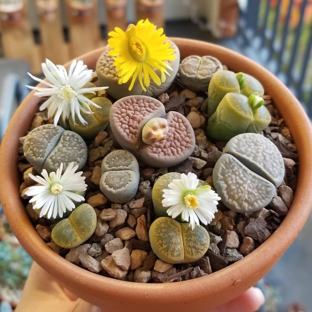 gemstone succulent Buy Lithops Living Stone
