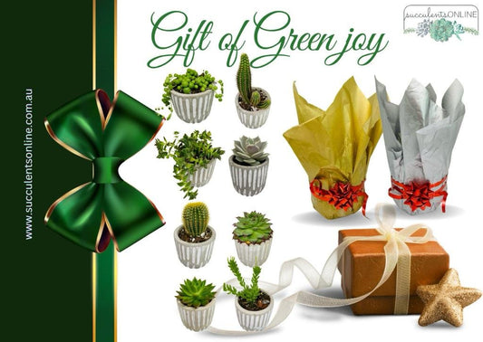Crassula Pagoda Village Exilis Cooperi - Captivating Gift Collection