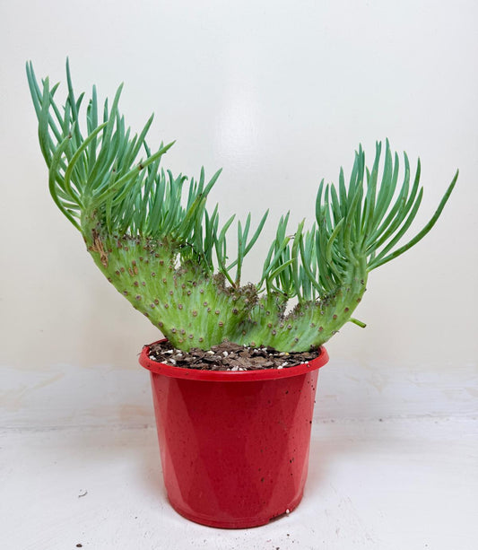 Mermaid Tail : Crested Senecio Talinoides - Narrow Leaf Chalk Stick #208