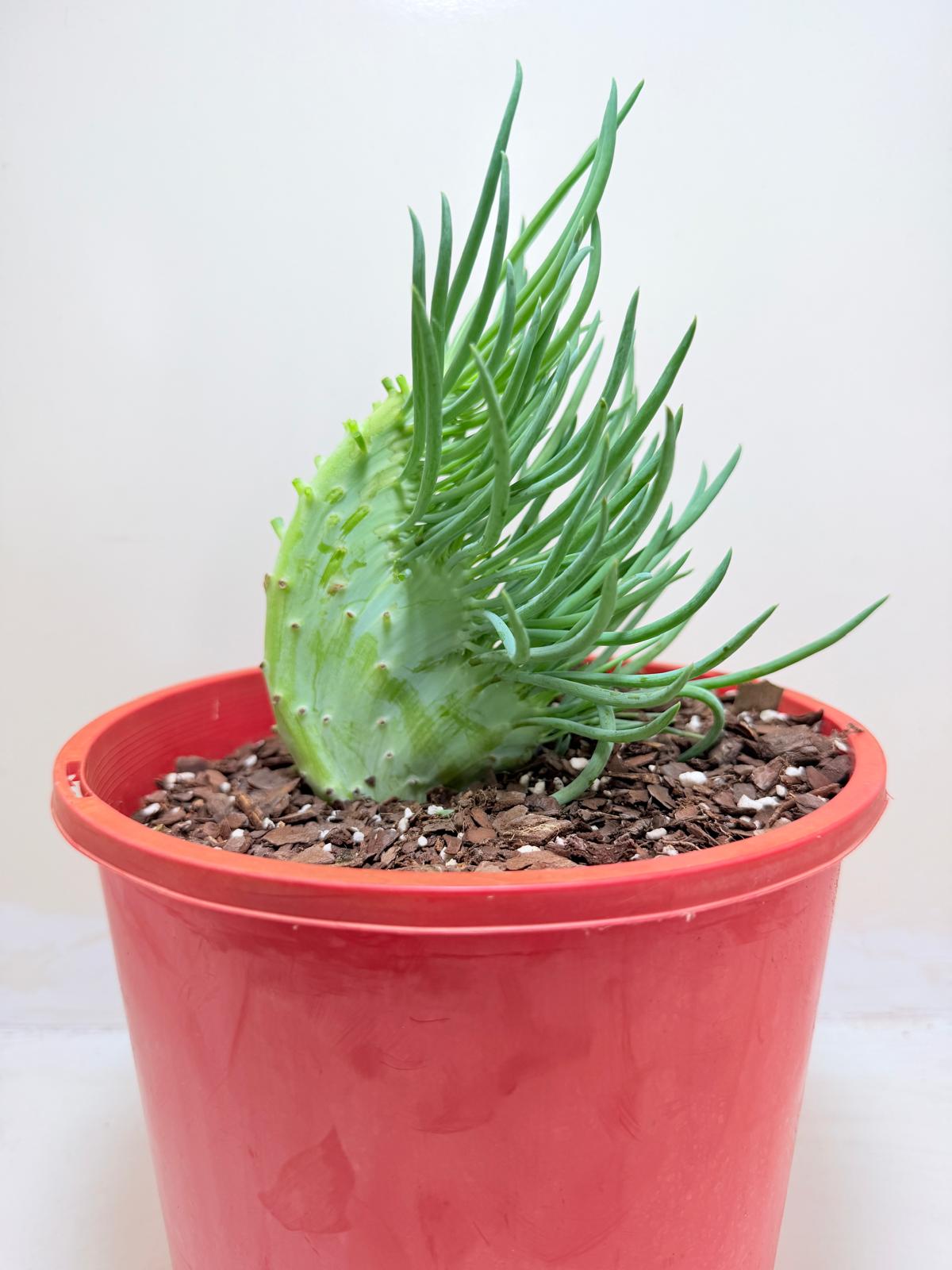 Mermaid Tail : Crested Senecio Talinoides - Narrow Leaf Chalk Stick #203