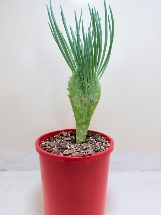 Mermaid Tail : Crested Senecio Talinoides - Narrow Leaf Chalk Stick #202