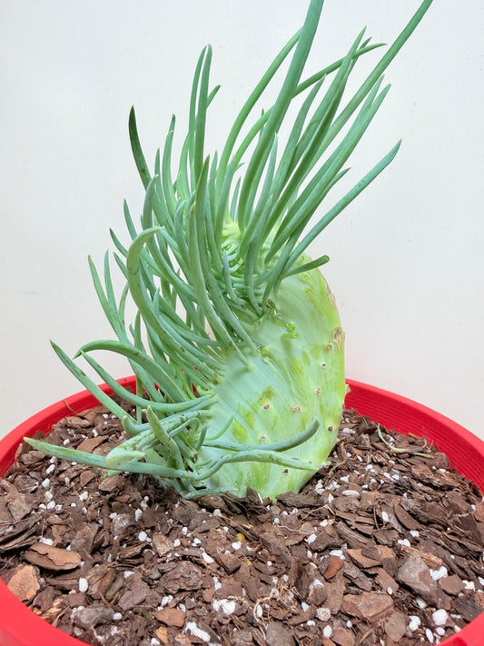 Senecio Talinoides Mermaids Tail #205