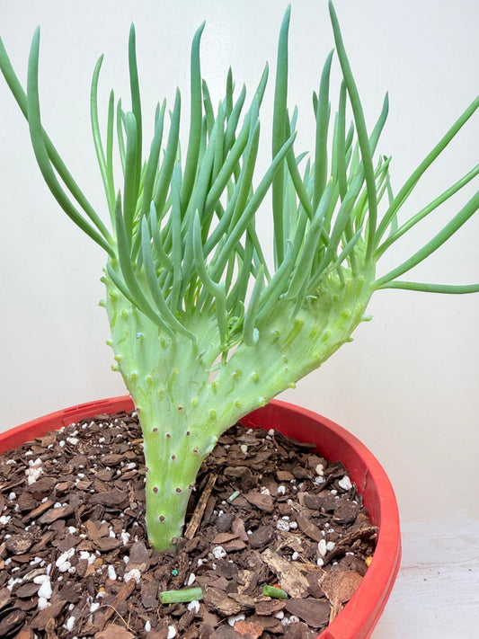 Senecio Talinoides Mermaids Tail #204