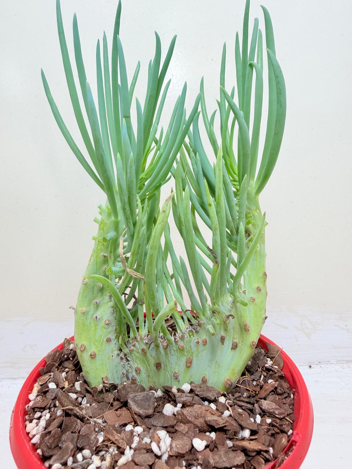 Senecio Talinoides Mermaids Tail #206
