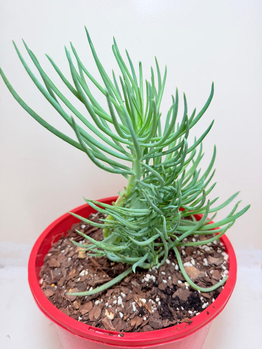 Mermaid Tail : Crested Senecio Talinoides - Narrow Leaf Chalk Stick #207
