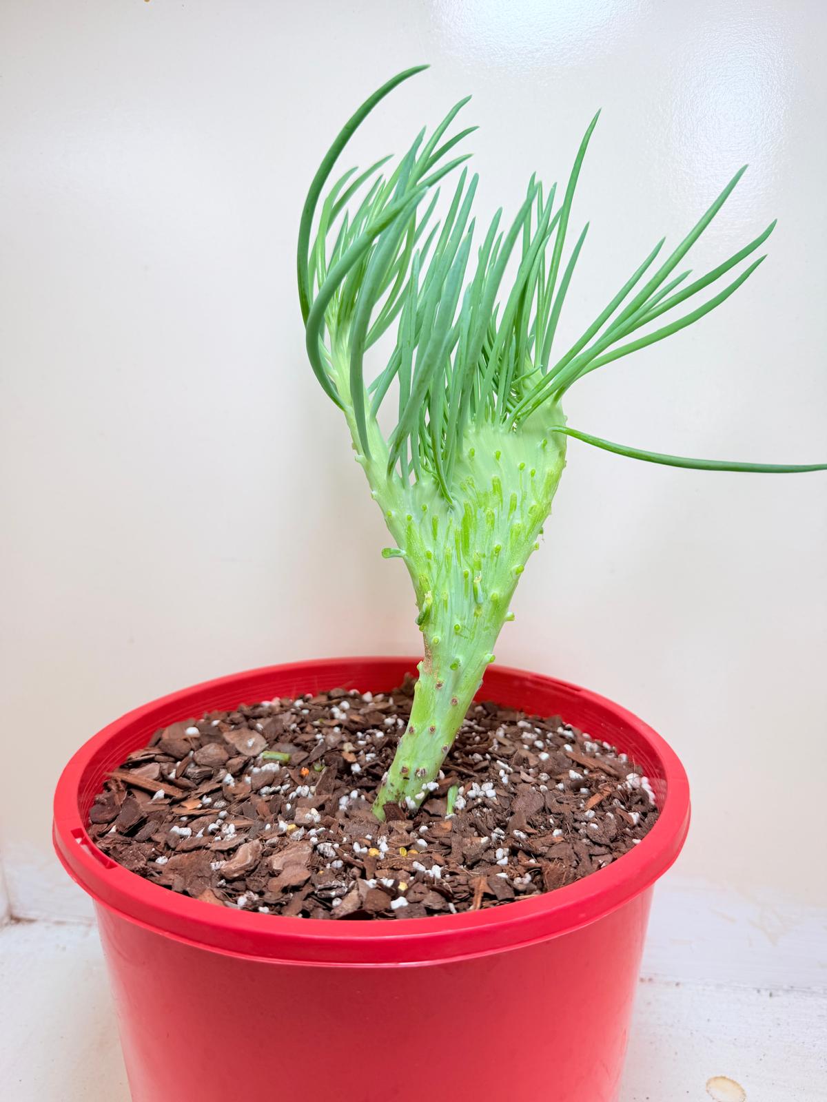 Mermaid Tail : Crested Senecio Talinoides - Narrow Leaf Chalk Stick #407