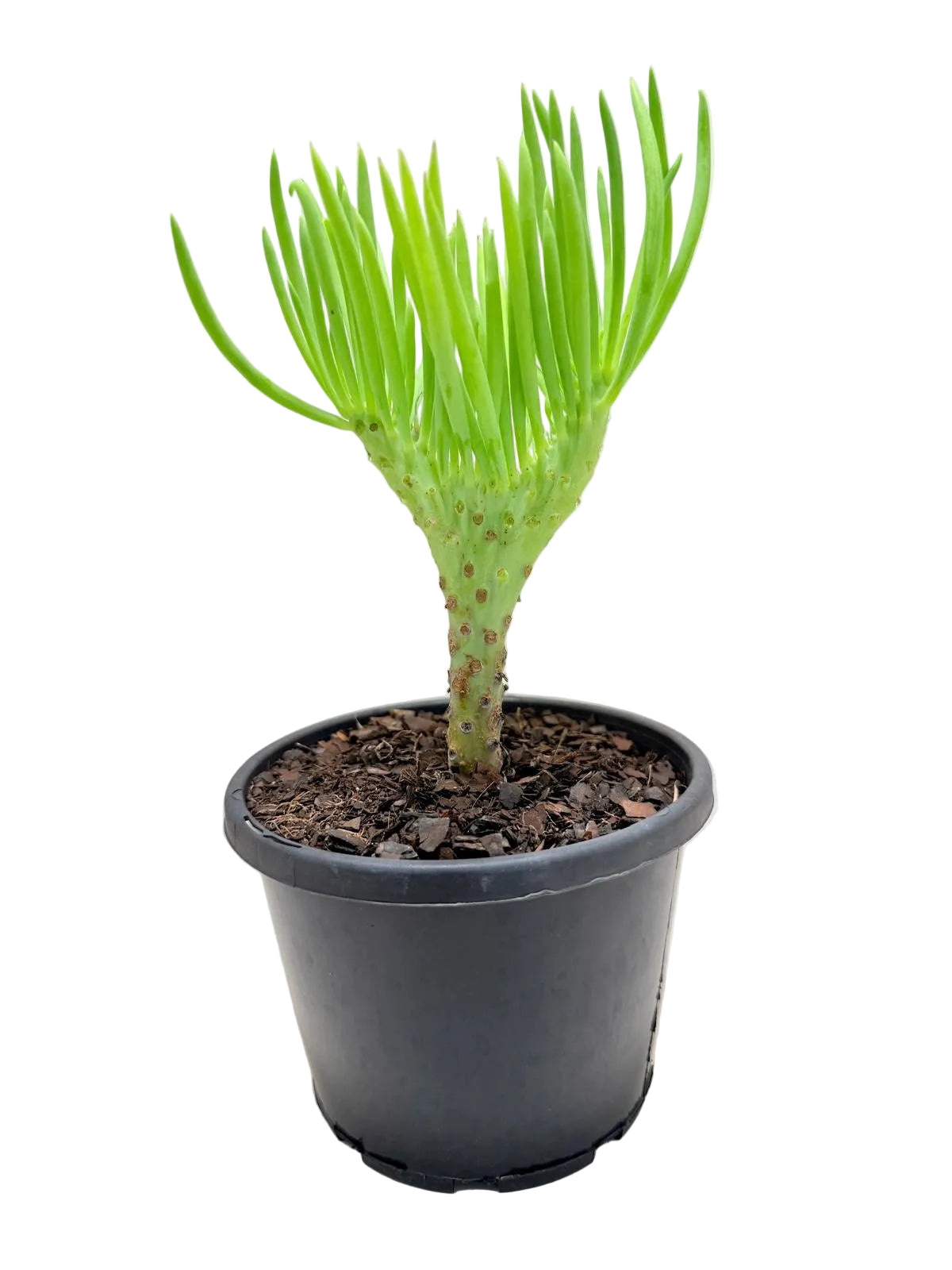 Mermaid Tail : Crested Senecio Talinoides - Narrow Leaf Chalk Stick # 203