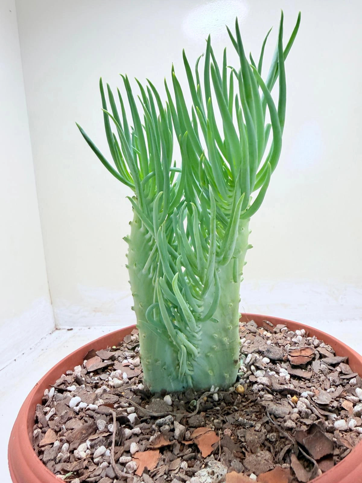 Mermaid Tail : Crested Senecio Talinoides - Narrow Leaf Chalk Stick #211