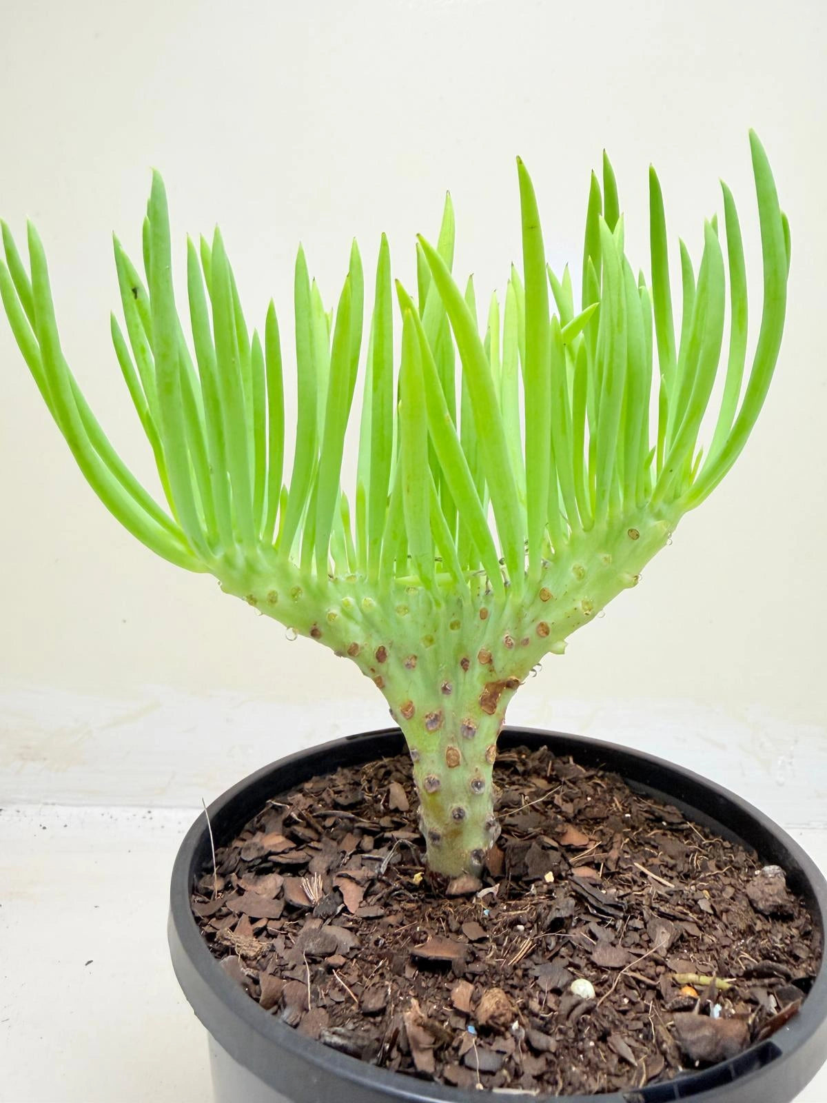 Mermaid Tail : Crested Senecio Talinoides - Narrow Leaf Chalk Stick #207