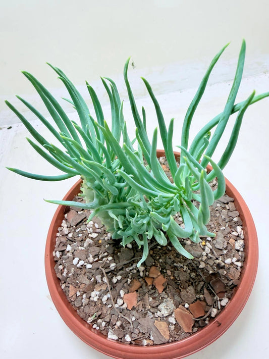Mermaid Tail : Crested Senecio Talinoides - Narrow Leaf Chalk Stick #211