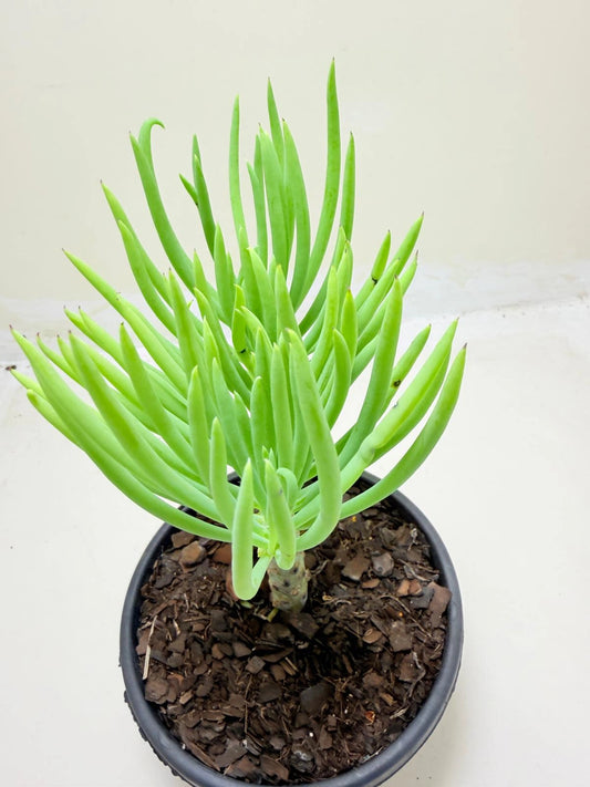 Mermaid Tail : Crested Senecio Talinoides - Narrow Leaf Chalk Stick #209