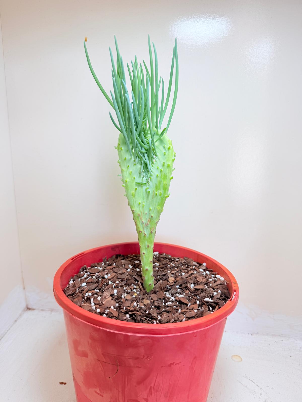 Senecio Talinoides Mermaids Tail #403