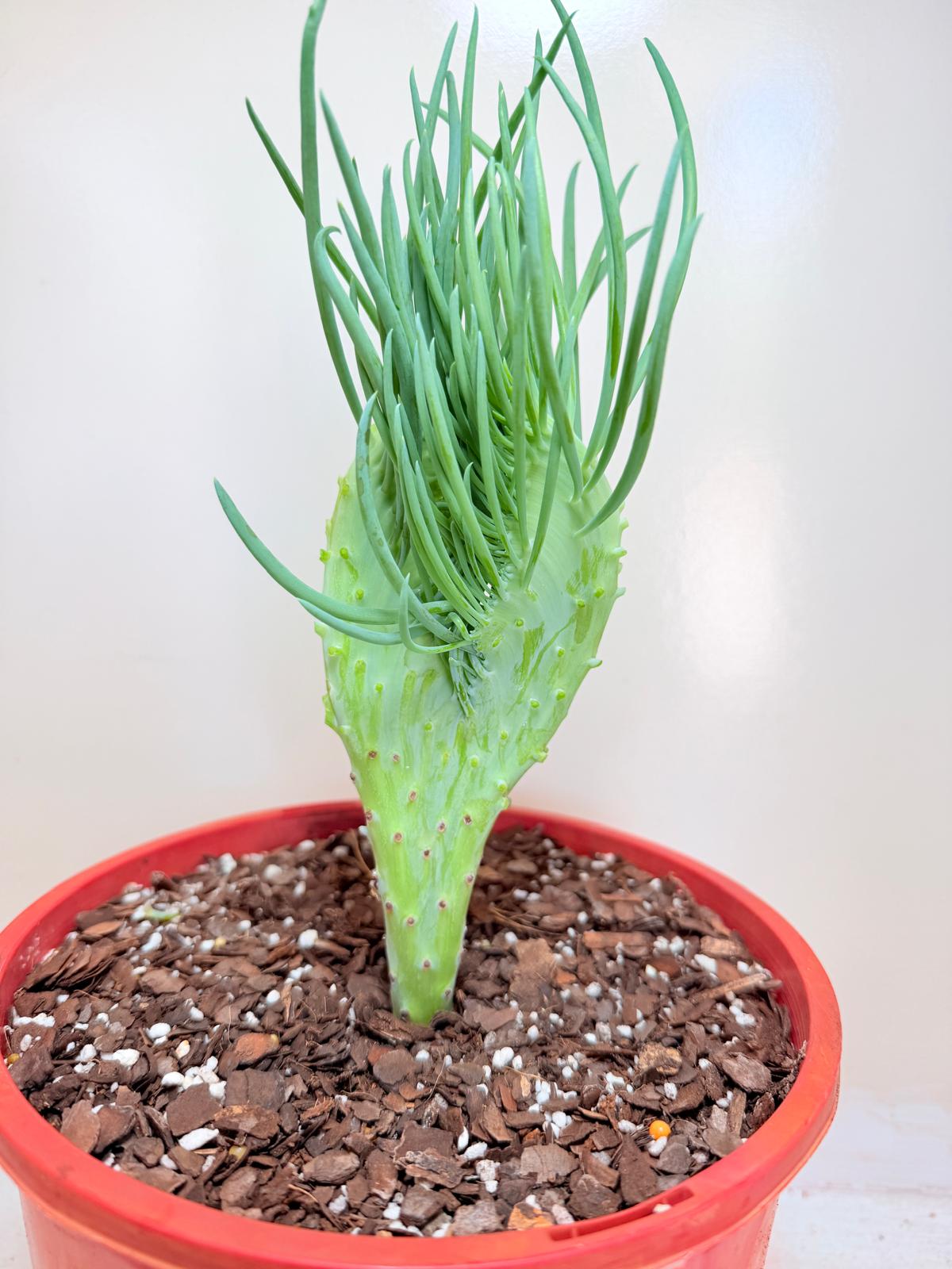 Mermaid Tail : Crested Senecio Talinoides - Narrow Leaf Chalk Stick #404