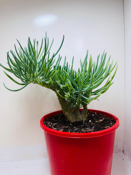 Senecio Talinoides Mermaids Tail #101
