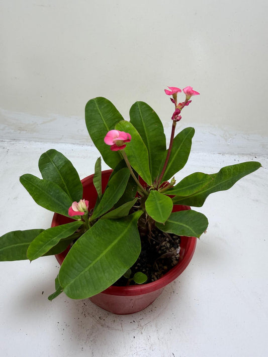 Euphorbia Milli Pink 2 in one #210