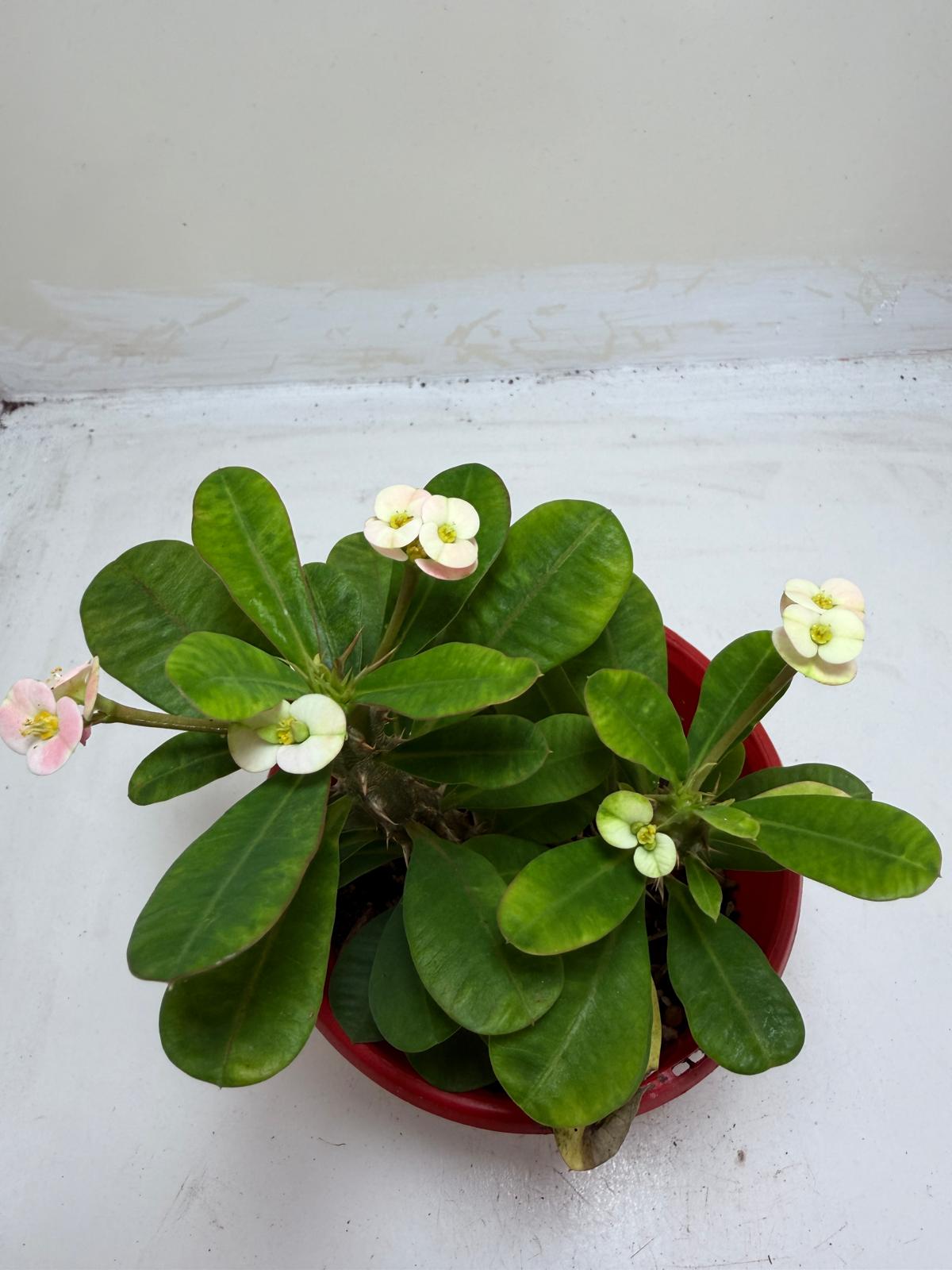 Euphorbia Milli White 2 in one #213