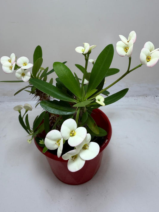 Euphorbia Milli white 3 in one #200